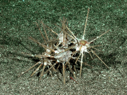 Stylocidaris lineata (in situ)