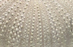 Echinoidea (sea urchins)