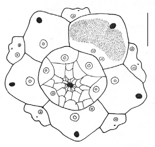 Echinometra viridis (apical system)