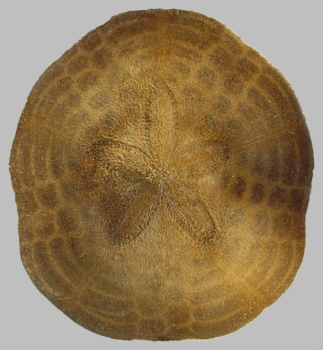 Clypeaster chesheri (aboral) Clypeaster chesheri (aboral)