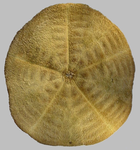Clypeaster chesheri (oral) Clypeaster chesheri (oral)