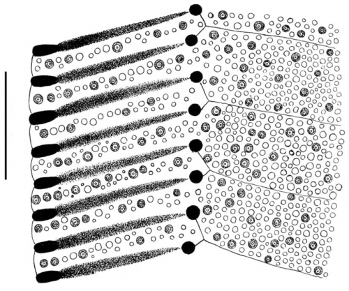 Clypeaster euclastus (part of petal)