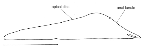 Encope aberrans (lateral)