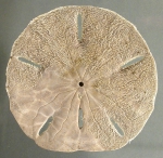 Echinoidea (sea urchins)