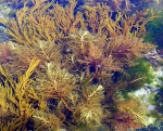 Phaeophyta (brown algae)