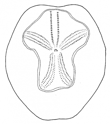 Brissopsis elongata (aboral)