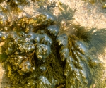 Phaeophyta (brown algae)