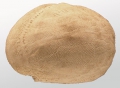 Agassizia excentrica (lateral)