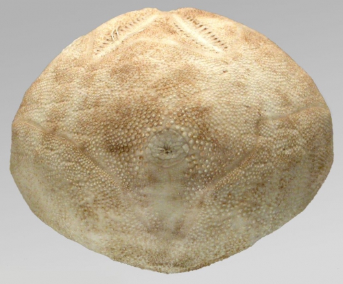 Agassizia excentrica (posterior)