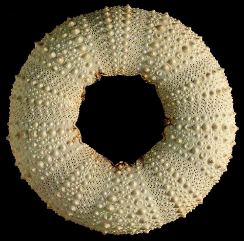 Strongylocentrotus polyacanthus (test, oral)