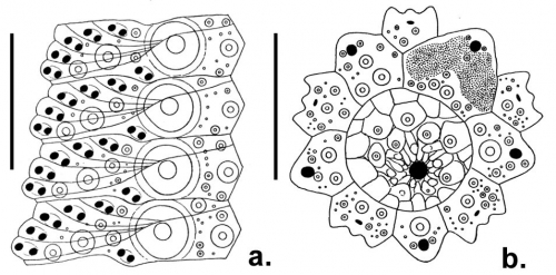 Strongylocentrotus polyacanthus (ambulacral plates + apical system)