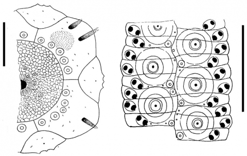 Caenopedina diomedeae (apical system + ambulacral plates)