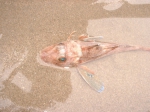 Perciformes