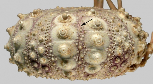 Caenopedina hawaiiensis (lateral)