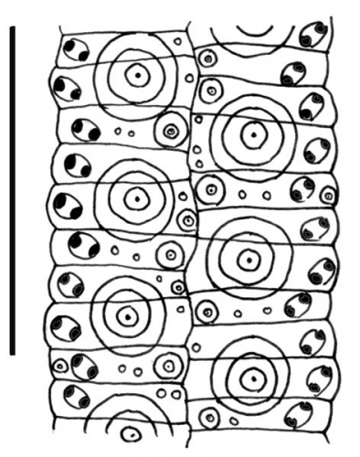 Caenopedina indica (ambulacral plates)