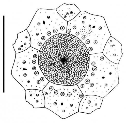 Caenopedina mirabilis (female, apical system)