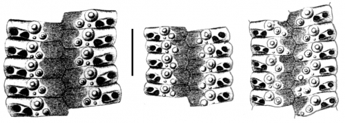 Rhopalocidaris (ambulacral plates)