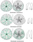 Comparison of Dendraster species