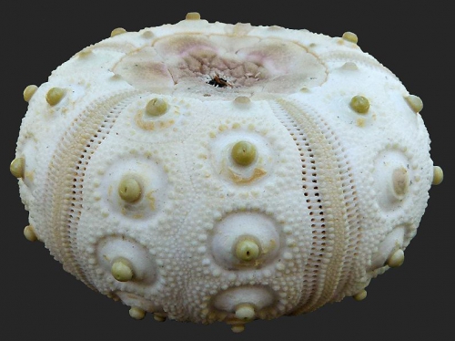 Stylocidaris ryukyuensis (test, lateral)