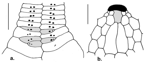 Plesiozonus tenuis (posterior petal + labral plate)