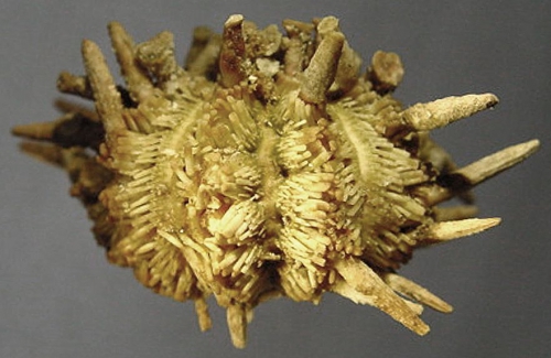 Goniocidaris magi (lateral)