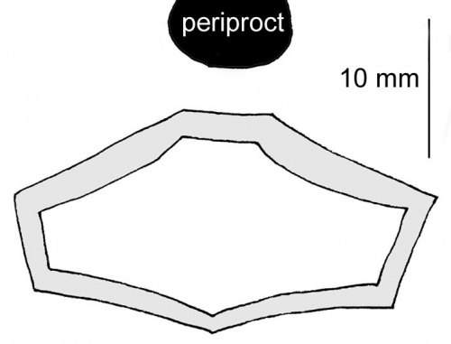 Spatagobrissus incus (subanal fasciole)