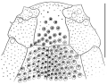 Echinodermata (echinoderms)