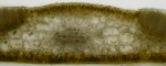 Phaeophyta (brown algae)