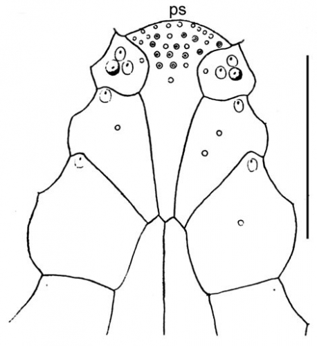 Lovenia doederleini (labral plate)