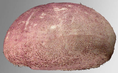 Pericosmus tenuis (lateral)
