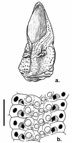 Stereocidaris nascaensis (pedicellaria + ambulacral plates)