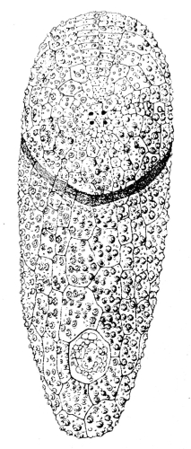 Aeropsis fulva (aboral)