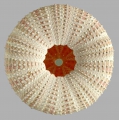 Allocentrotus fragilis (oral)
