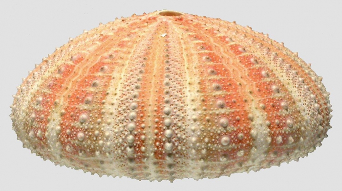 Allocentrotus fragilis (lateral)