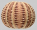 Amblypneustes formosus (lateral)