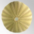 Amblypneustes leucoglobus (aboral)