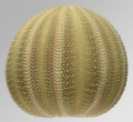 Amblypneustes leucoglobus (lateral)