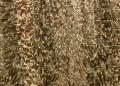 Amblypneustes leucoglobus (spines)
