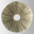 Amblypneustes ovum (aboral)