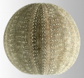 Amblypneustes ovum (lateral)