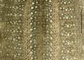 Amblypneustes ovum (ambulacral plates)