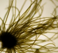 Elachista fucicola, author: Ignacio Bárbara Elachista fucicola, author: Ignacio Bárbara