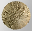 Amblypneustes pachistus (aboral), author: Schultz, Heinke