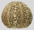 Amblypneustes pachistus (lateral)