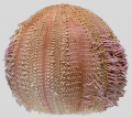 Amblypneustes pallidus (lateral)
