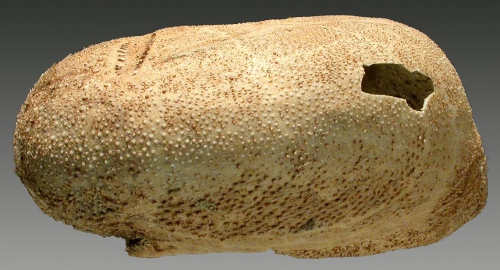 Anametalia regularis (lateral)