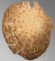 Argopatagus vitreus (aboral side, fragment), author: Schultz, Heinke