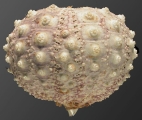 Aspidodiadema arcitum (lateral), author: Schultz, Heinke