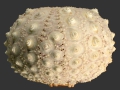 Aspidodiadema hawaiiense (lateral)