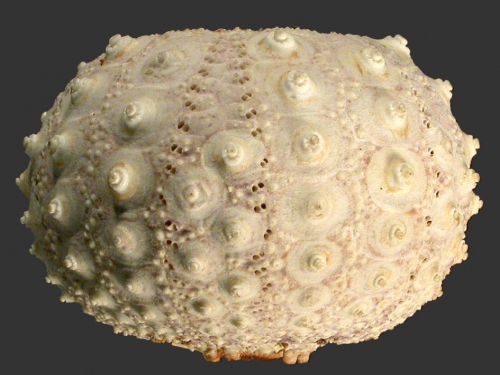 Aspidodiadema hawaiiense (lateral)